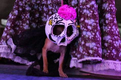 Todo un éxito el tradicional Rueda, Camina o Trota con tu mascota en Apizaco imagen 13