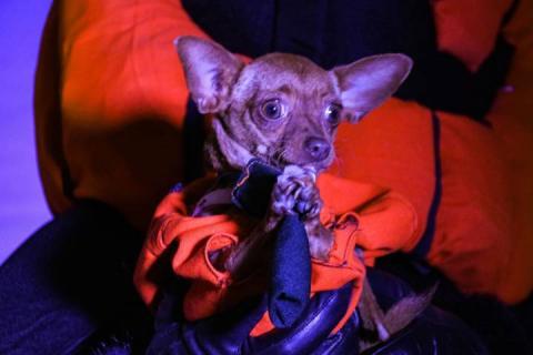 Todo un éxito el tradicional Rueda, Camina o Trota con tu mascota en Apizaco imagen 14