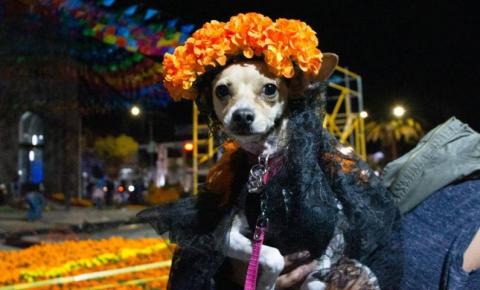 Todo un éxito el tradicional Rueda, Camina o Trota con tu mascota en Apizaco imagen 16