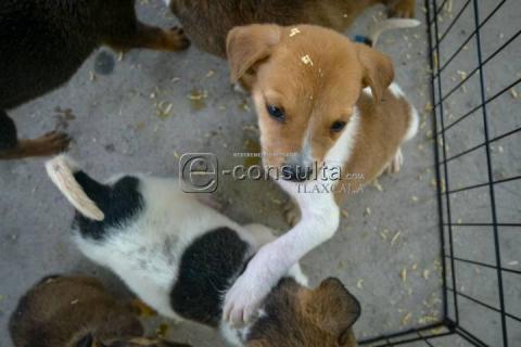 Realizan 4ta edición de “ADOGtame” imagen 1