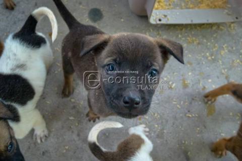 Realizan 4ta edición de “ADOGtame” imagen 2