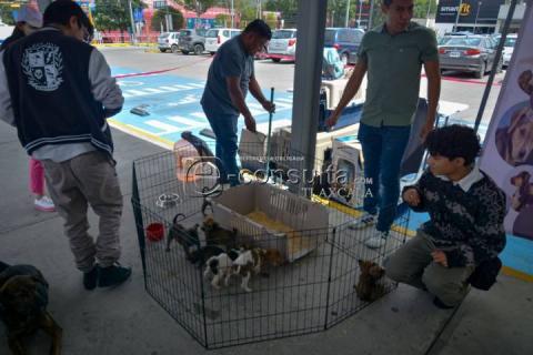 Realizan 4ta edición de “ADOGtame” imagen 4