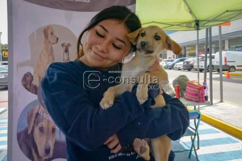 Realizan 4ta edición de “ADOGtame” imagen 5