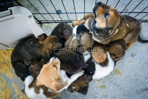 Realizan 4ta edición de “ADOGtame” imagen 6