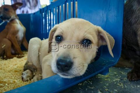 Realizan 4ta edición de “ADOGtame” imagen 7