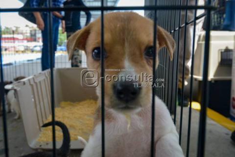 Realizan 4ta edición de “ADOGtame” imagen 8