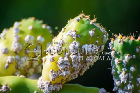 La Cochinilla: el insecto que revolucionó los tintes rojos imagen 2