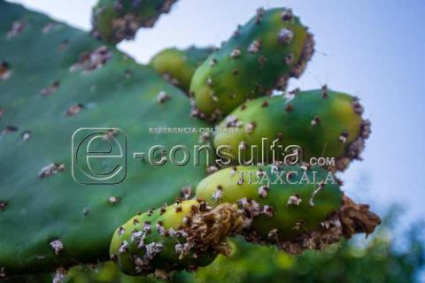La Cochinilla: el insecto que revolucionó los tintes rojos imagen 5