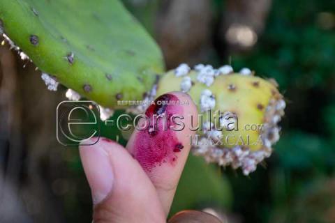La Cochinilla: el insecto que revolucionó los tintes rojos imagen 7