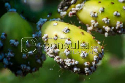 La Cochinilla: el insecto que revolucionó los tintes rojos imagen 4
