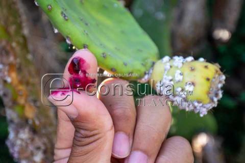 La Cochinilla: el insecto que revolucionó los tintes rojos imagen 6