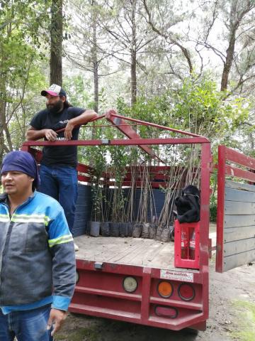 El Ayuntamiento de Panotla entregó árboles a distintas comunidades imagen 2
