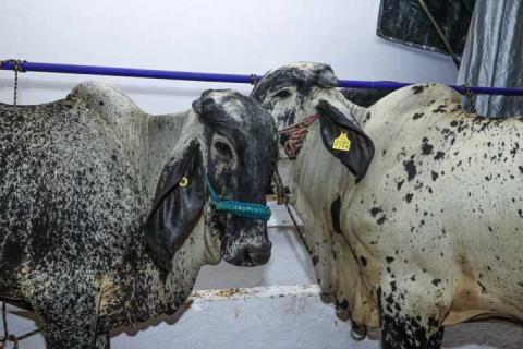 Tlaxcala abre sus puertas al mundo con la Feria de Ferias imagen 23