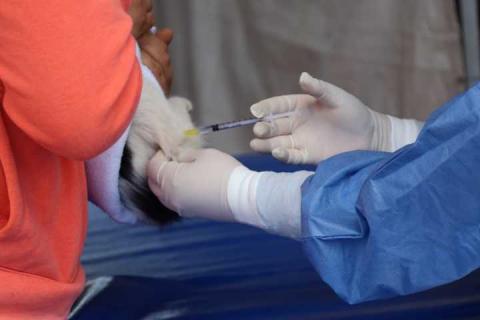 Ya arrancó la campaña de esterilización para perros y gatos: Tepetitla imagen 1