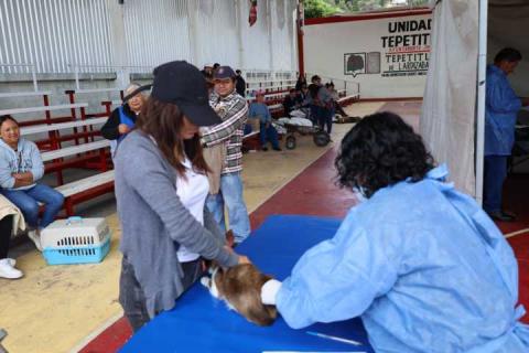 Ya arrancó la campaña de esterilización para perros y gatos: Tepetitla imagen 8