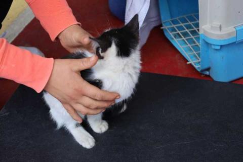 Ya arrancó la campaña de esterilización para perros y gatos: Tepetitla imagen 2