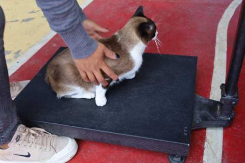 Ya arrancó la campaña de esterilización para perros y gatos: Tepetitla imagen 3