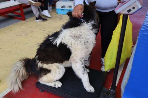 Ya arrancó la campaña de esterilización para perros y gatos: Tepetitla imagen 6