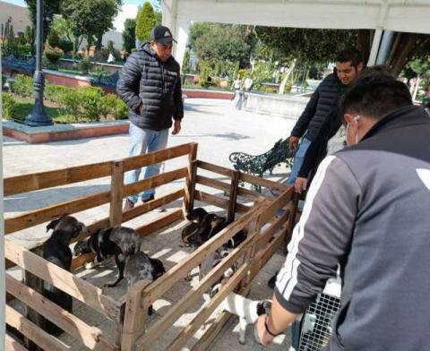 Con la Campaña “Adopta Un Amigo” 17 mascotas tienen un nuevo hogar en Huamantla imagen 4