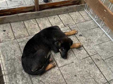 Con la Campaña “Adopta Un Amigo” 17 mascotas tienen un nuevo hogar en Huamantla imagen 3