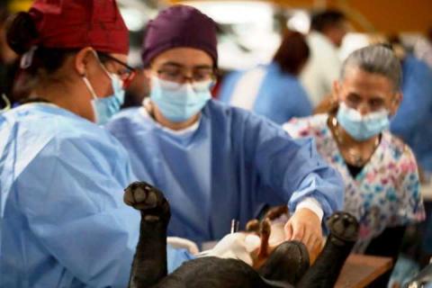 Chiautempan fue sede de jornada masiva de esterilización, se atendieron a más de 300 perros y gatos imagen 1