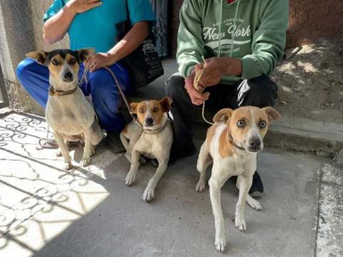 170 familias de Papalotla aseguraron salud y bienestar de sus mascotas con cirugías gratuitas de esterilización imagen 4