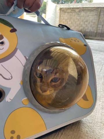 170 familias de Papalotla aseguraron salud y bienestar de sus mascotas con cirugías gratuitas de esterilización imagen 6