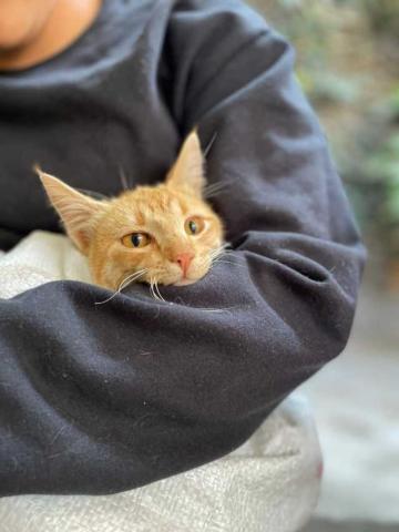 170 familias de Papalotla aseguraron salud y bienestar de sus mascotas con cirugías gratuitas de esterilización imagen 3