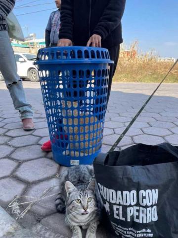 170 familias de Papalotla aseguraron salud y bienestar de sus mascotas con cirugías gratuitas de esterilización imagen 8