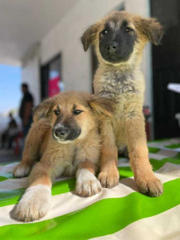 170 familias de Papalotla aseguraron salud y bienestar de sus mascotas con cirugías gratuitas de esterilización imagen 5