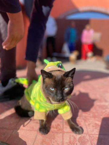 170 familias de Papalotla aseguraron salud y bienestar de sus mascotas con cirugías gratuitas de esterilización imagen 2