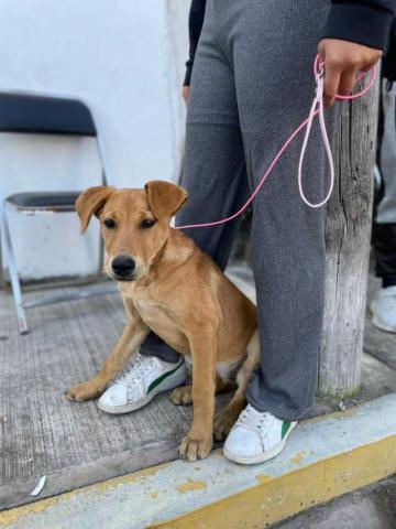 170 familias de Papalotla aseguraron salud y bienestar de sus mascotas con cirugías gratuitas de esterilización imagen 7
