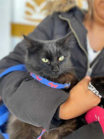 170 familias de Papalotla aseguraron salud y bienestar de sus mascotas con cirugías gratuitas de esterilización imagen 1