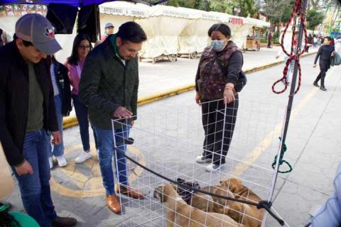 Con éxito se realiza jornada de adopción “Adopta un Amigo” en Huamantla imagen 3