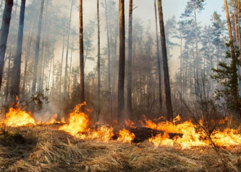 Aumentan incendios por quemas desmedidas de pastizales: CEPC