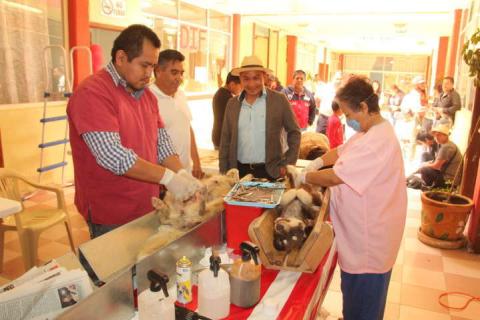 Ayuntamiento efectuó campaña masiva de esterilización de perros y gatos imagen 1