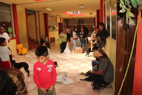 Ayuntamiento efectuó campaña masiva de esterilización de perros y gatos imagen 2