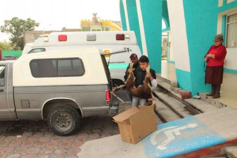 Ayuntamiento efectuó campaña masiva de esterilización de perros y gatos imagen 4