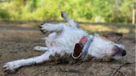 Violento robo en Apetatitlán; delincuentes envenenaron a los perros con salchichas