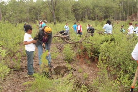 Ayuntamiento de Zitlaltepec reforesta zona afectada por los talamontes imagen 3