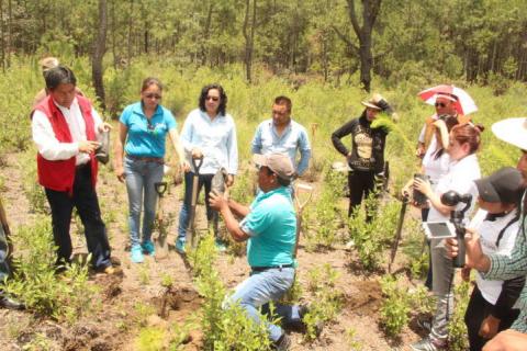 Ayuntamiento de Zitlaltepec reforesta zona afectada por los talamontes imagen 4