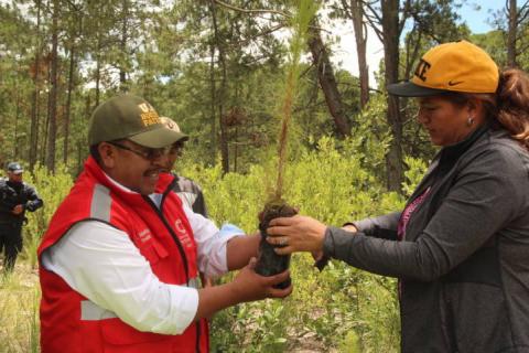 Ayuntamiento de Zitlaltepec reforesta zona afectada por los talamontes imagen 2