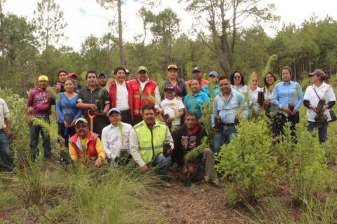 Ayuntamiento de Zitlaltepec reforesta zona afectada por los talamontes imagen 1