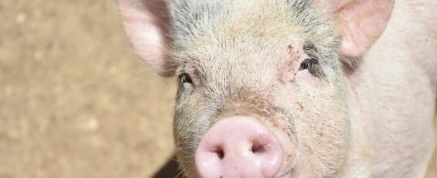 Citan por Facebook a joven para comprar lechones y la encañonan en Huamantla