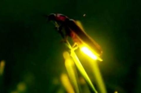 Ola de calor desploma la presencia de luciérnagas en Nanacamilpa y Calpulalpan