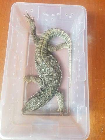 Un lagarto monitor de la sabana fue localizado en mensajería en la CDMX