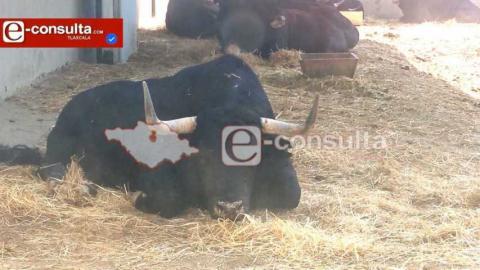 Toro mata a adulto mayor dentro de establo; fue atacado cuando le daba de comer