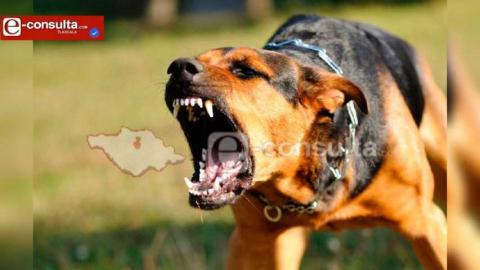 Mujer de 82 años muere tras ataque de perros callejeros en Xaltocan; sufrió heridas graves