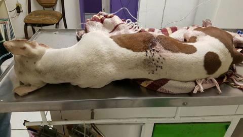 Fallece pitbull tras ser atacado por niños con un cohete