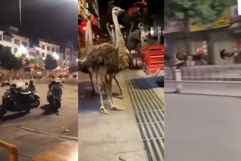 Escapan de una granja en China decenas de avestruces corriendo por las calles